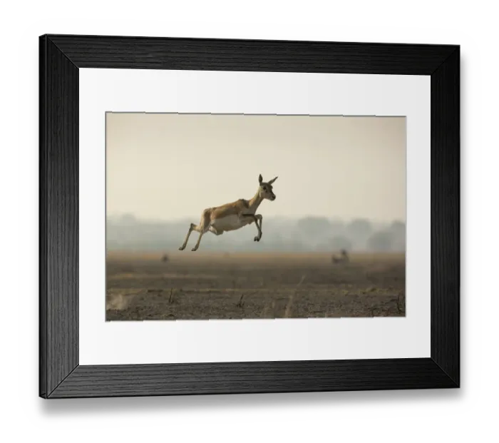 Framed Print : Blackbuck (Antelope cervicapra), female, running with high jumps known as Pronking Framed Print : Blackbuck (Antelope cervicapra), female, running with high jumps known as Pronking