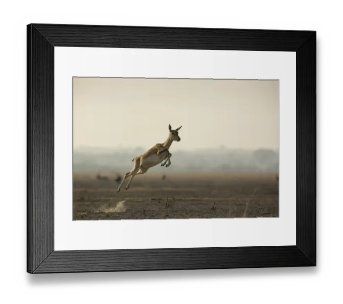 Framed Print : Blackbuck (Antelope cervicapra), female running with high jumps known as Pronking Framed Print : Blackbuck (Antelope cervicapra), female running with high jumps known as Pronking