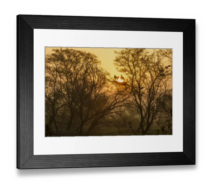Framed Print : Painted stork (Mycteria leucocephala), resting on nest with young at sunrise Framed Print : Painted stork (Mycteria leucocephala), resting on nest with young at sunrise