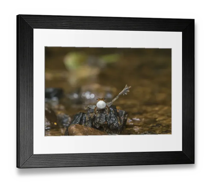 Framed Print : Kottigehar dancing frog (Micrixalus kottigeharensis) male calling and displaying Framed Print : Kottigehar dancing frog (Micrixalus kottigeharensis) male calling and displaying
