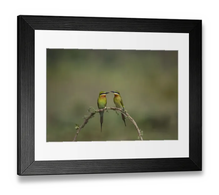 Framed Print : Blue-tailed bee-eater (Merops philippinus) pair sitting on perch, Near Ranganathittu Bird Sanctuary Framed Print : Blue-tailed bee-eater (Merops philippinus) pair sitting on perch, Near Ranganathittu Bird Sanctuary