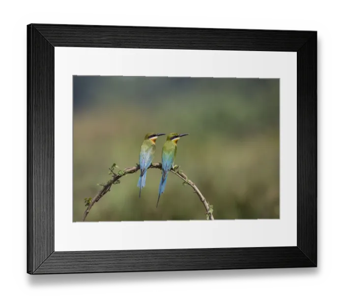 Framed Print : Blue-tailed bee-eater (Merops philippinus) pair sitting on perch, Ranganathittu Bird Sanctuary Framed Print : Blue-tailed bee-eater (Merops philippinus) pair sitting on perch, Ranganathittu Bird Sanctuary