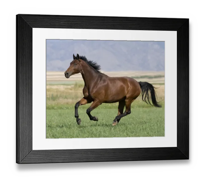 Framed Print : Westfalen bay gelding running in field, Longmont, Colorado, USA Framed Print : Westfalen bay gelding running in field, Longmont, Colorado, USA