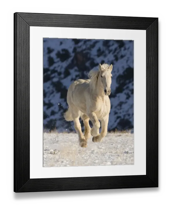 Framed Print : Palomino Draft horse running in the snow, Flitner Ranch, Shell, Wyoming, USA