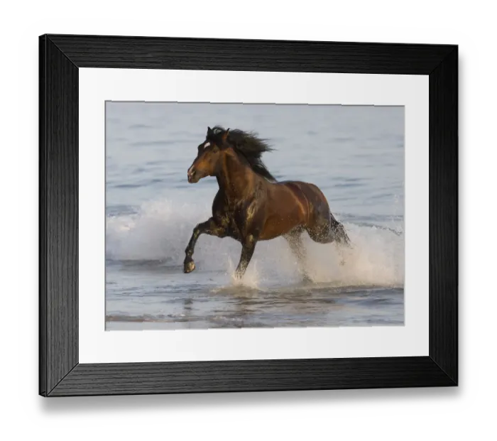 Framed Print : Bay Azteca stallion (Andalusian and Quarter Horse cross) running onto beach from waves Framed Print : Bay Azteca stallion (Andalusian and Quarter Horse cross) running onto beach from waves