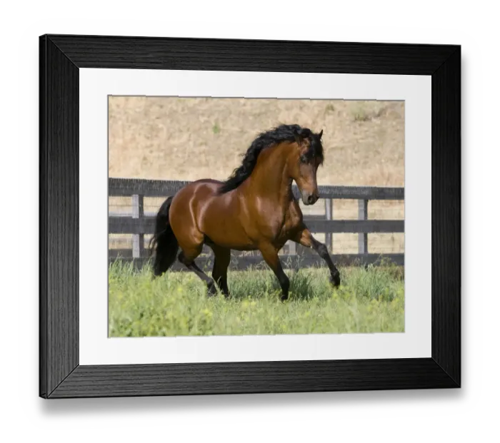 Framed Print : Bay Peruvian Paso stallion running in field, Ojai, California, USA Framed Print : Bay Peruvian Paso stallion running in field, Ojai, California, USA