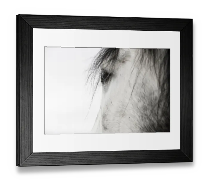 Framed Print : Close up of eye of Purebred Grey Andalusian mare, Longmont, Colorado, USA Framed Print : Close up of eye of Purebred Grey Andalusian mare, Longmont, Colorado, USA