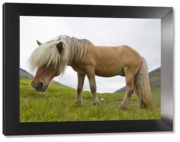 Iceland Pony (Equus caballus) low angle profile portrait. Faroe Islands, July