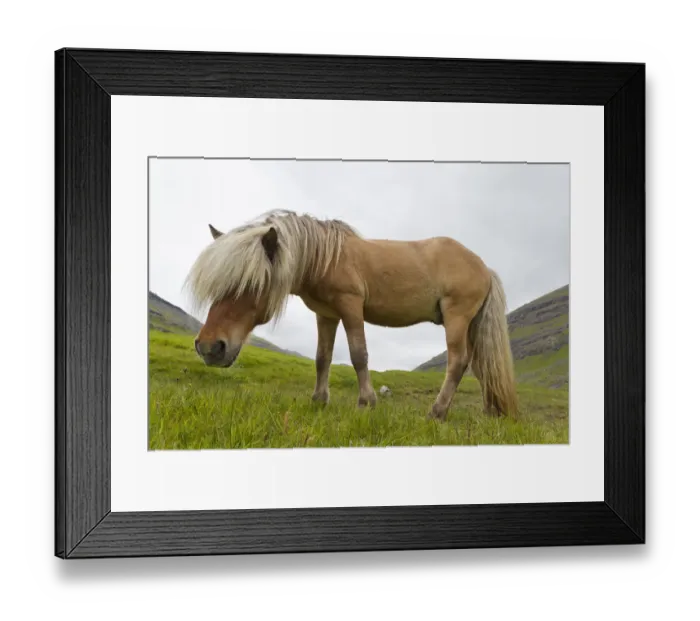 Framed Print : Iceland Pony (Equus caballus) low angle profile portrait. Faroe Islands, July Framed Print : Iceland Pony (Equus caballus) low angle profile portrait. Faroe Islands, July