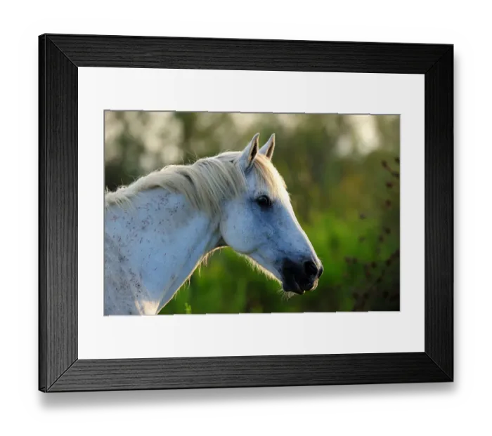 Framed Print : White Camargue Horse (Equus caballus) heqad and neck in profile. Camargue, Rhone