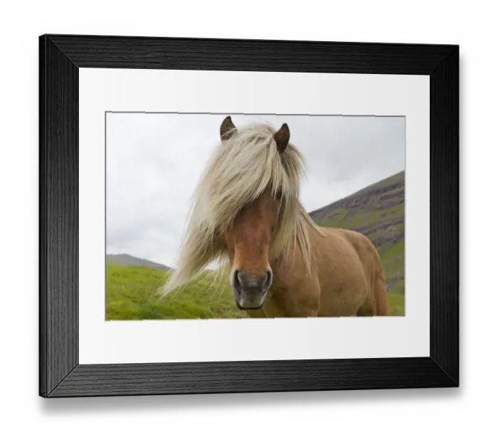Framed Print : Iceland Pony (Equus caballus) portrait. Faroe Islands, July Framed Print : Iceland Pony (Equus caballus) portrait. Faroe Islands, July