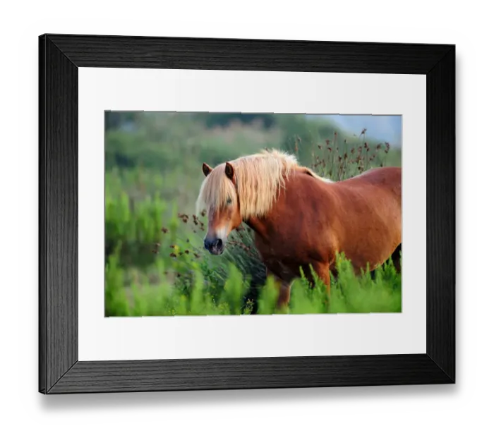 Framed Print : Comtois Horse (Equus caballus). Camargue reserve, Rhone, France, September Framed Print : Comtois Horse (Equus caballus). Camargue reserve, Rhone, France, September