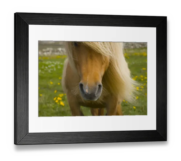 Framed Print : Close up of muzzle and mane of Shetland Pony, Shetland Islands, Scotland, UK Framed Print : Close up of muzzle and mane of Shetland Pony, Shetland Islands, Scotland, UK