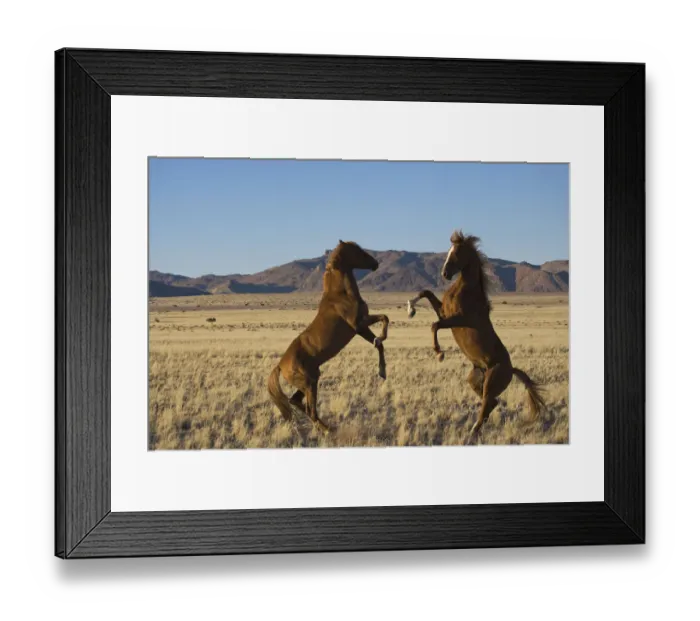 Framed Print : Two wild Namib stallions fighting, Namib Nakluft National Park, Namib Desert, Namibia Framed Print : Two wild Namib stallions fighting, Namib Nakluft National Park, Namib Desert, Namibia