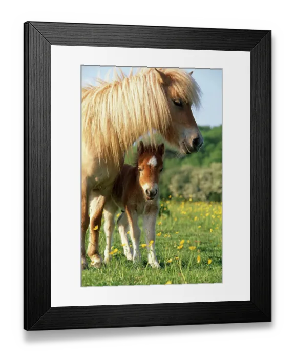 Framed Print : Miniature shetland pony (Equus caballus) mother and foal in field, UK Framed Print : Miniature shetland pony (Equus caballus) mother and foal in field, UK