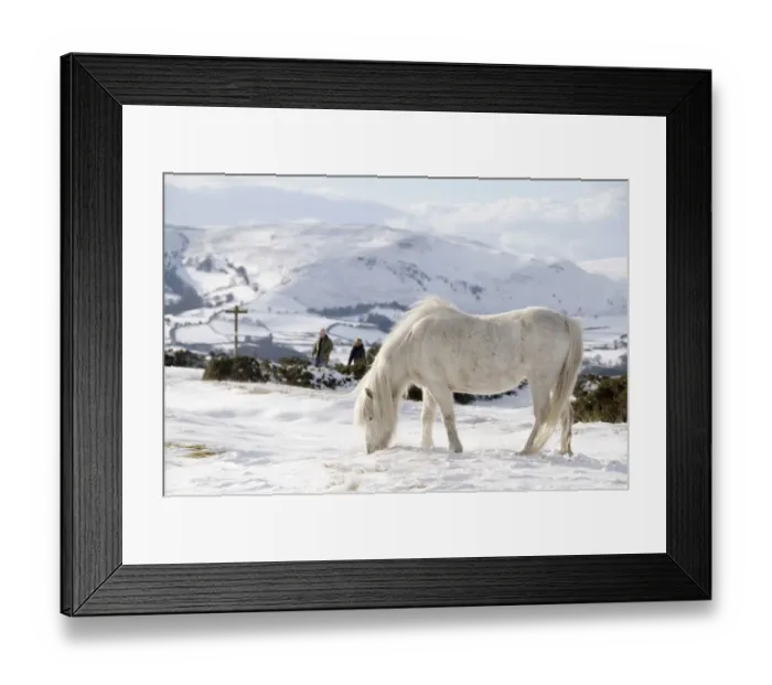 Framed Print : Domestic horse, grey Welsh Pony (Equus caballus) and walkers in snow on Offas Dyke Path Framed Print : Domestic horse, grey Welsh Pony (Equus caballus) and walkers in snow on Offas Dyke Path