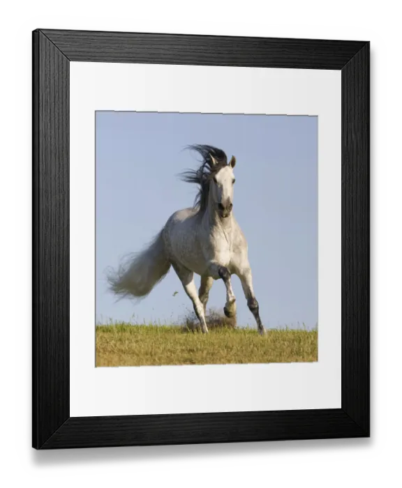 Framed Print : Grey Andalusian / Spanish stallion running, California, USA Framed Print : Grey Andalusian / Spanish stallion running, California, USA