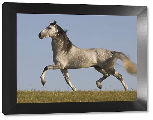 Grey Andalusian  /  Spanish stallion running, California, USA
