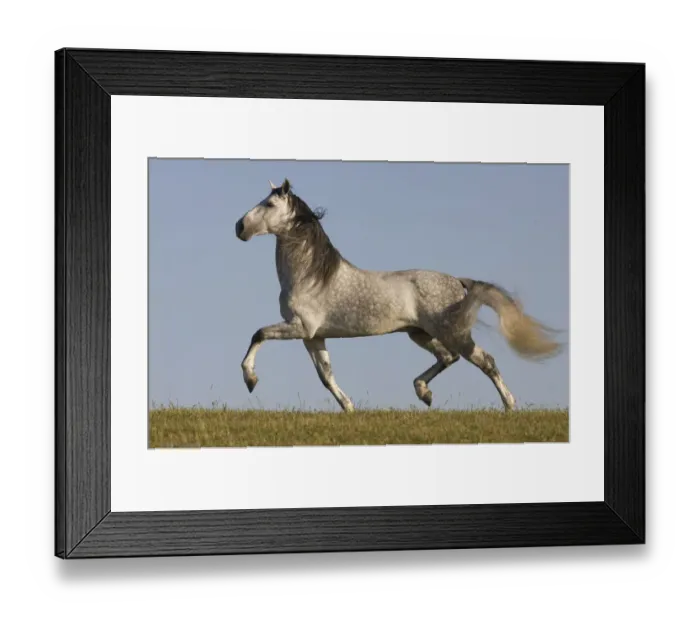 Framed Print : Grey Andalusian / Spanish stallion running, California, USA Framed Print : Grey Andalusian / Spanish stallion running, California, USA
