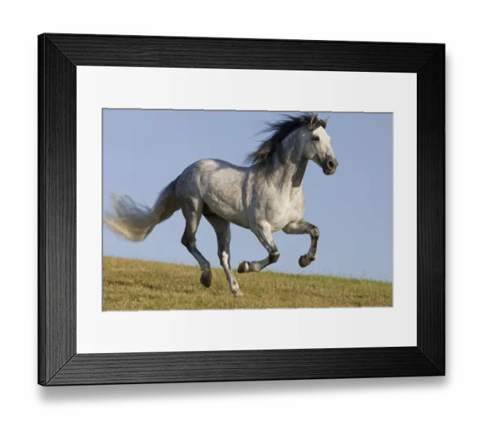 Framed Print : Grey Andalusian  /  Spanish stallion running, California, USA