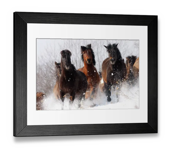 Framed Print : Herd of wild Carpathian Ponies  /  Hurcul (Equus caballus) running in snow. Bieszczady, Carpathian Mountains, Poland, March