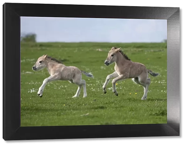 Konik horses (Equus caballus) - Two wild Konik young colts running one after the other