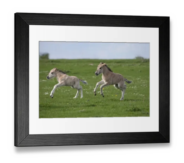 Framed Print : Konik horses (Equus caballus) - Two wild Konik young colts running one after the other Framed Print : Konik horses (Equus caballus) - Two wild Konik young colts running one after the other