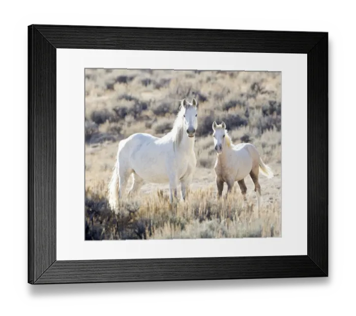Framed Print : Mustang / Wild horses, mare with foal Mica, Adobe Town herd, Wyoming, USA, October 2010 Framed Print : Mustang / Wild horses, mare with foal Mica, Adobe Town herd, Wyoming, USA, October 2010