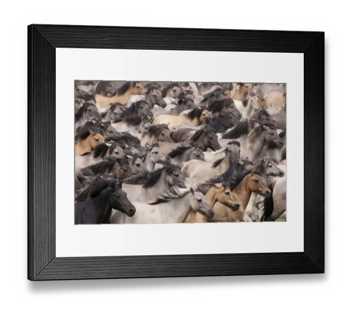 Framed Print : Wild / feral Dulmen ponies (Equus caballus) close up of herd of mares and foals running Framed Print : Wild / feral Dulmen ponies (Equus caballus) close up of herd of mares and foals running