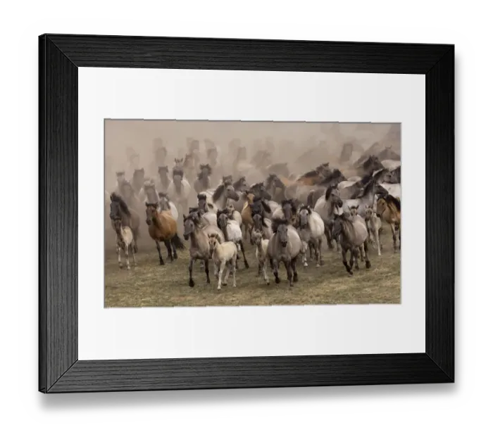 Framed Print : Wild / feral Dulmen ponies (Equus caballus) herd of mares and foals running on Framed Print : Wild / feral Dulmen ponies (Equus caballus) herd of mares and foals running on