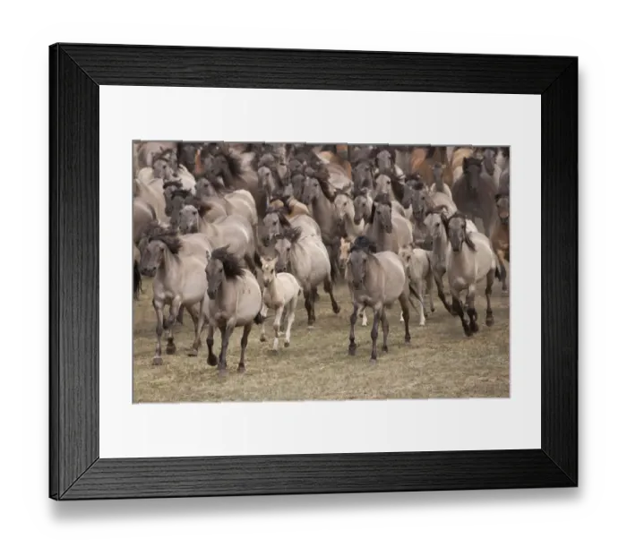 Framed Print : Wild / feral Dulmen ponies (Equus caballus) herd of mares and foals running on Framed Print : Wild / feral Dulmen ponies (Equus caballus) herd of mares and foals running on