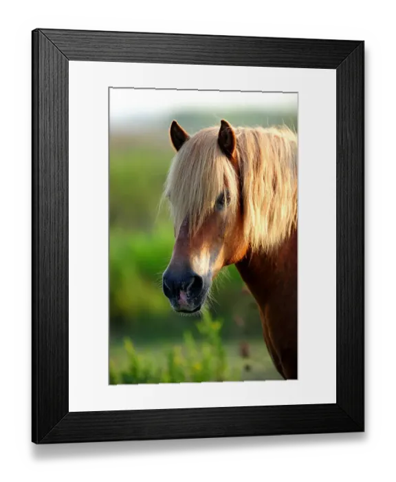 Framed Print : Comtois Horse (Equus caballus). Camargue reserve, Rhone, France, September Framed Print : Comtois Horse (Equus caballus). Camargue reserve, Rhone, France, September