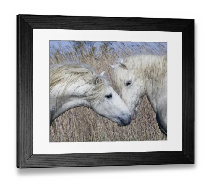 Framed Print : Two white horses of the Camargue, interacting, greeting head to head in marshes, Camargue Framed Print : Two white horses of the Camargue, interacting, greeting head to head in marshes, Camargue