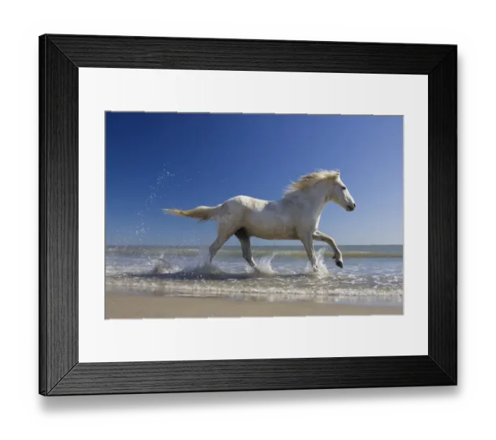 Framed Print : Camargue horse (Equus caballus) running in water at beach, Camargue, France, April Framed Print : Camargue horse (Equus caballus) running in water at beach, Camargue, France, April
