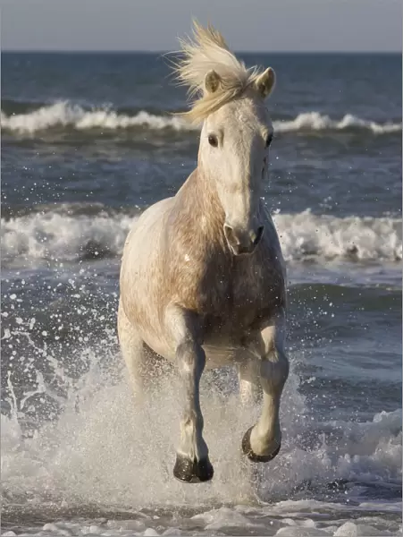 RF- White horse of the Camargue, running from sea. Camargue, Southern France