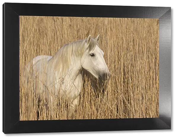 White horse of the Camargue, amongst reeds on marsh, Camargue, Southern France