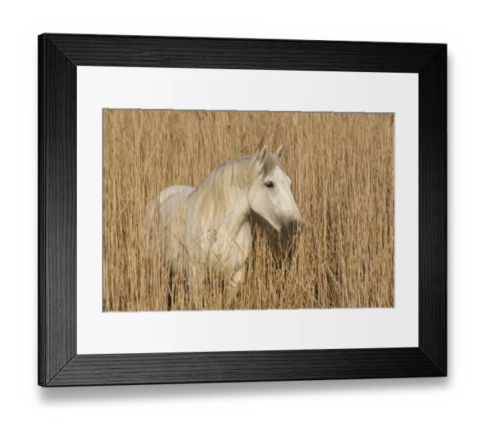 Framed Print : White horse of the Camargue, amongst reeds on marsh, Camargue, Southern France Framed Print : White horse of the Camargue, amongst reeds on marsh, Camargue, Southern France