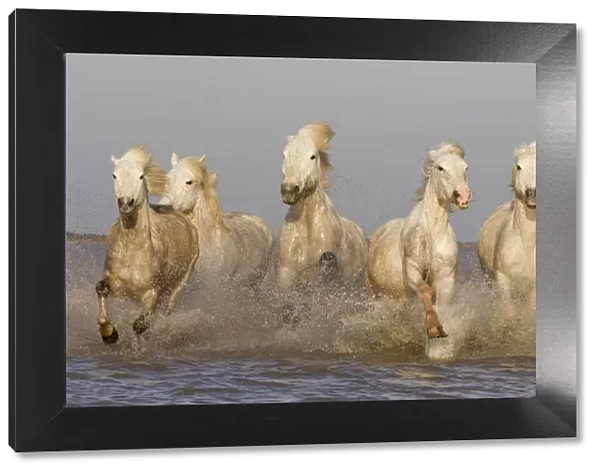 White horses of the Camargue, herd running through the sea, Camargue, Southern France