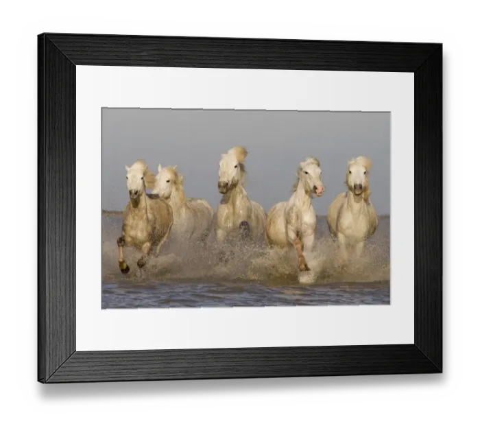 Framed Print : White horses of the Camargue, herd running through the sea, Camargue, Southern France Framed Print : White horses of the Camargue, herd running through the sea, Camargue, Southern France