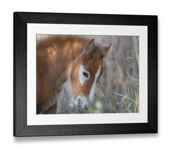 Framed Print : White horse of the Camargue, foal with its brown baby coat, Camargue, Southern France Framed Print : White horse of the Camargue, foal with its brown baby coat, Camargue, Southern France