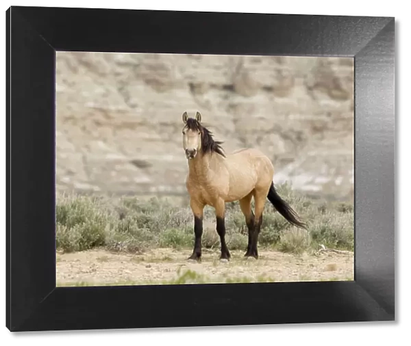 Wild horse  /  Mustang, dun, Adobe Town, Wyoming, USA