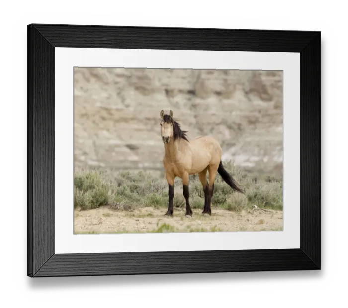Framed Print : Wild horse / Mustang, dun, Adobe Town, Wyoming, USA Framed Print : Wild horse / Mustang, dun, Adobe Town, Wyoming, USA