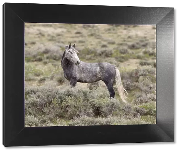 Wild horse  /  Mustang, gray, Adobe Town, Wyoming, USA