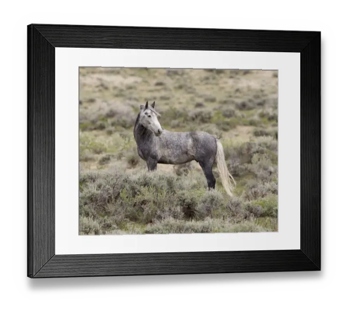 Framed Print : Wild horse / Mustang, gray, Adobe Town, Wyoming, USA Framed Print : Wild horse / Mustang, gray, Adobe Town, Wyoming, USA