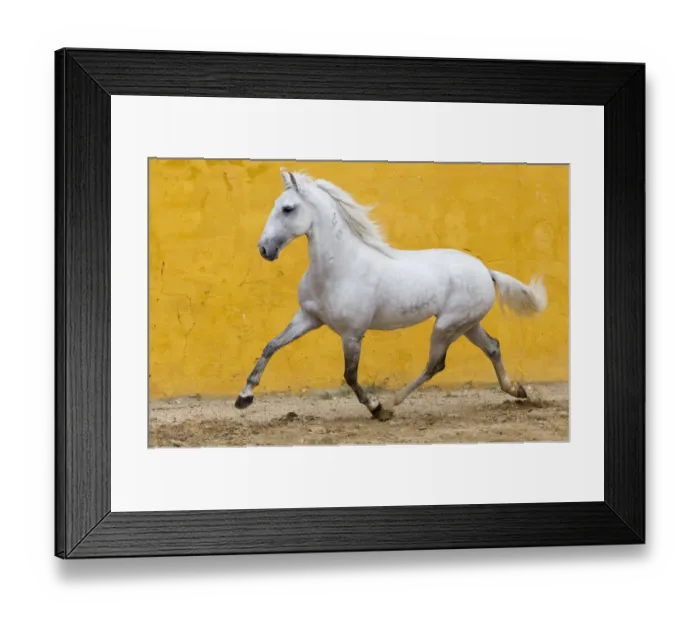 Framed Print : Lusitano horse, grey stallion trotting, Portugal Framed Print : Lusitano horse, grey stallion trotting, Portugal