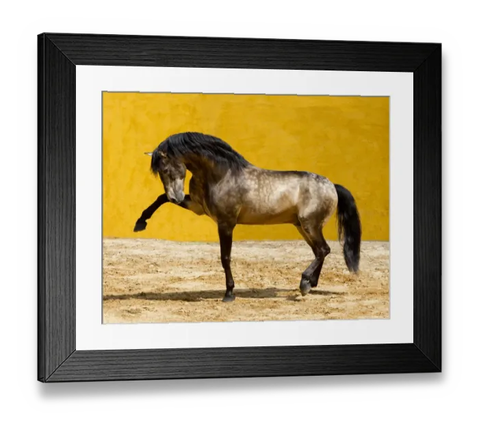 Framed Print : Lusitano horse, dun stallion pawing the ground, Portugal, May 2011 Framed Print : Lusitano horse, dun stallion pawing the ground, Portugal, May 2011