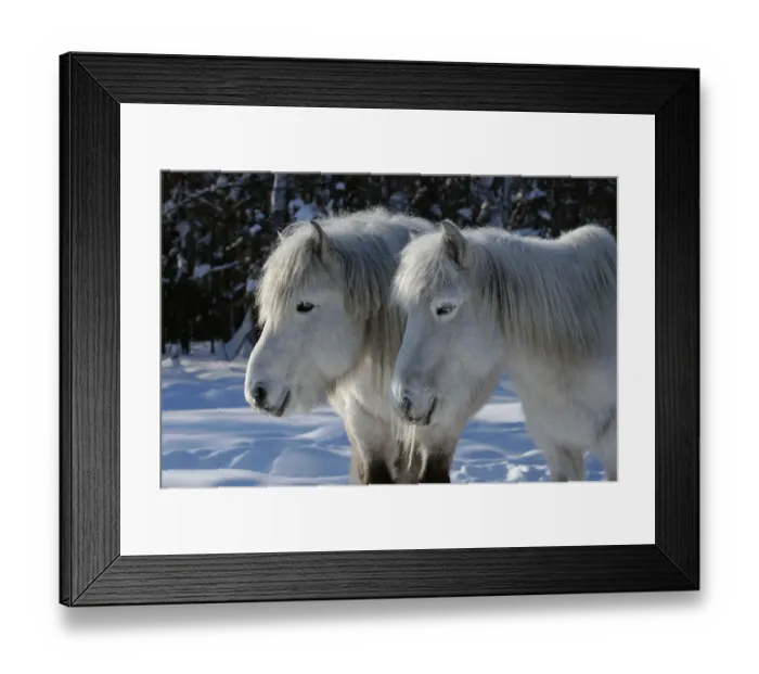 Framed Print : Yakut horses (Equus caballus) standing in snow, Berdigestyakh, Yakutia, East Siberia Framed Print : Yakut horses (Equus caballus) standing in snow, Berdigestyakh, Yakutia, East Siberia