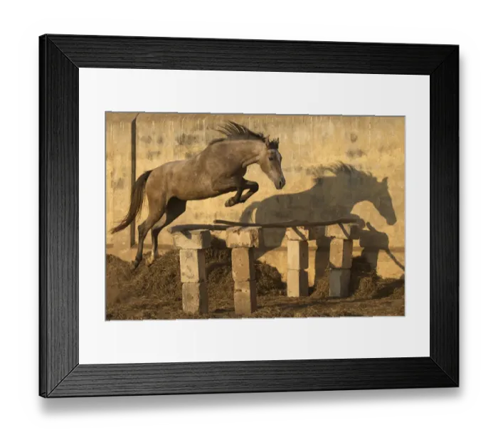 Framed Print : A two-year old Kathiawari horse filly free jumping, Porbandar, Gujarat, India Framed Print : A two-year old Kathiawari horse filly free jumping, Porbandar, Gujarat, India