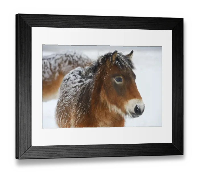 Framed Print : Exmoor ponies (Equus caballus) in snow, Aurochs breeding site run by The Taurus Foundation Framed Print : Exmoor ponies (Equus caballus) in snow, Aurochs breeding site run by The Taurus Foundation