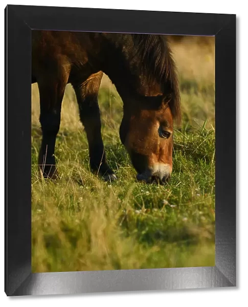 Exmoor ponies, one of the oldest and most primitive horse breeds in Europe, Keent Nature Reserve